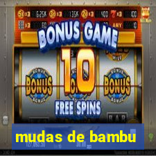 mudas de bambu